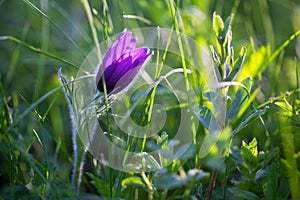 Purple anemone in the grass in sinlight