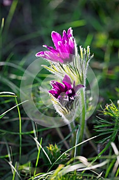 Purple anemone in the grass in sinlight