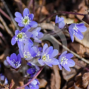 Purple Anemone Hepatica, Liverwort, Kidneywort, Pennywort photo