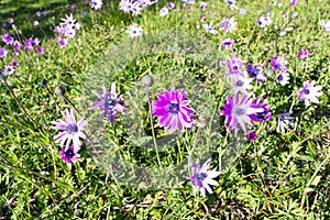 Purple anemone hortensis flowers in bloom