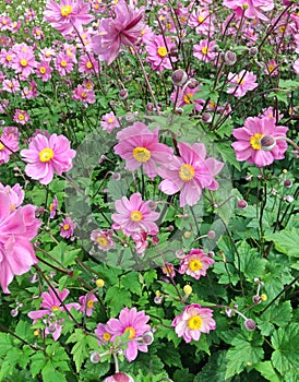 Purple Anemone Hupehensis flowers in a field