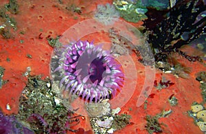 Purple Anemone on a Red Encrusting Sponge