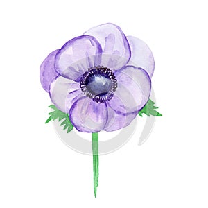 Purple anemone, sketch on a white background. Watercolor illustration, hand-drawn. It`s perfect for greeting cards, wedding