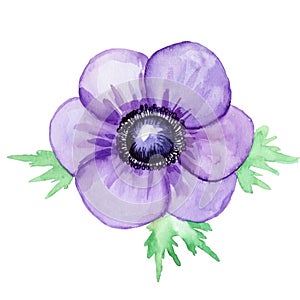 Purple anemone, sketch on a white background. Watercolor illustration, hand-drawn. It`s perfect for greeting cards, wedding