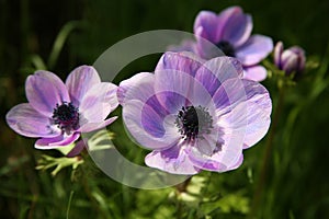 Purple Anemone Spring Flowers