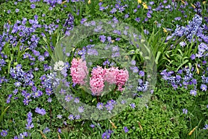 Purple Anemones with pink Hyacinths