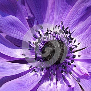 Purple Anenome