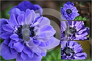 Purple Anenome