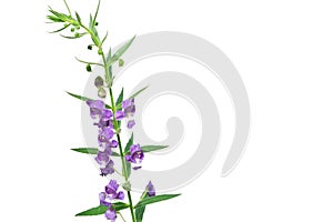 Purple Angelonia goyazensis Benth flower on white background