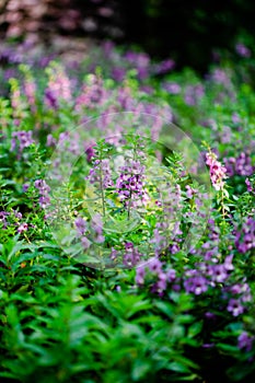 Purple Angelonia goyazensis Benth Flowers with Green Leaves. Forget me not