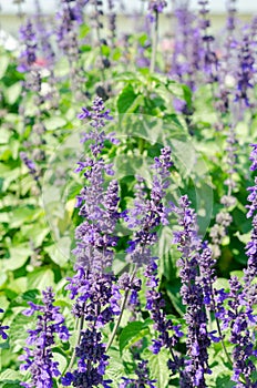 Purple Angelonia goyazensis Benth in garden