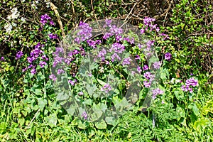 Purple annual honesty flowers