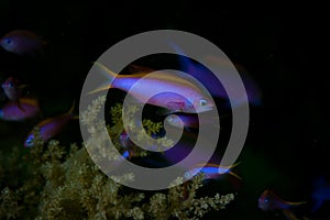 Purple Anthias Pseudanthias tuka, Cabilao Bohol