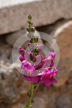 Purple Antirrhinum or dragon flower or snapdragon