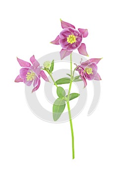 Purple aquilegia flowers isolated on white background. Common names: granny's hat, columbine