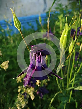 Purple Aquilegia Grannys Bonnet flowers, sunny day