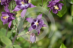Purple Aquilegia vulgaris flowers,Common Columbine, Grannys Bonnets, blooming in summer, Shropshire UK