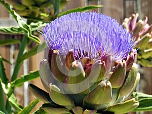 Purple Artichoke Flower in Garden