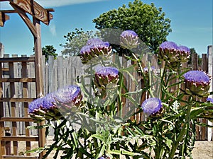 Purple Artichoke Flowers in Garden