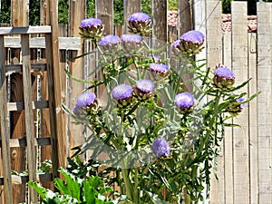 Purple Artichoke Flowers in Garden