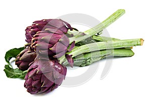 Purple artichokes. Isolated on white background