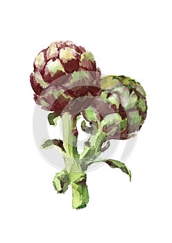 Purple Artichokes Watercolor Food Vegetables Illustration Hand Painted isolated on white background