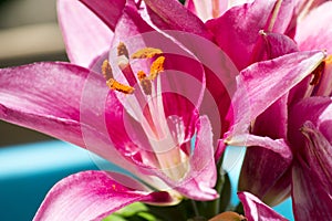 Purple Asiatic lilly in bloom