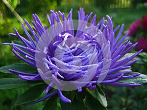 Purple aster