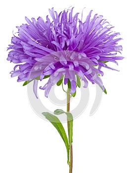 purple aster