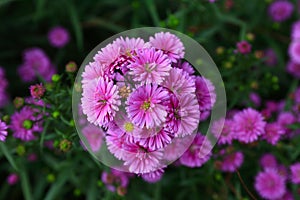 Purple Aster amellus flower