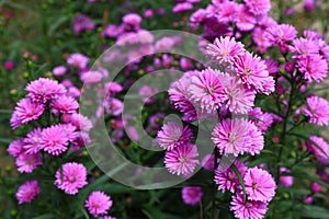 Purple Aster amellus flower
