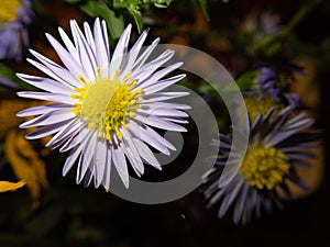 Purple Aster amellus - selectiv focus