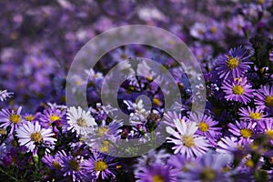 Purple aster bush