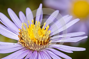 Purple Aster photo