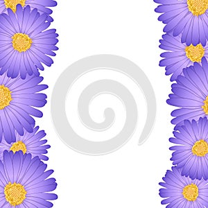 Purple Aster, Daisy Flower Border. Vector Illustration