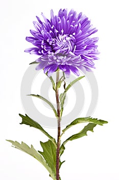 Purple Aster Flower photo