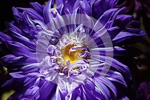 purple Aster flower on a dark background close-up. symbolize the photo