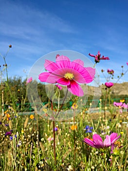 Purple Aster Flower in Garden