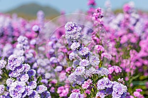 Purple Aster flower garden, flower head has star shape. Asters can grow in all hardiness zones. . Itâ€™s one landmark to
