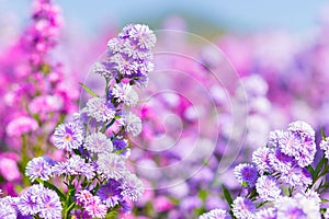 Purple Aster flower garden, flower head has star shape. Asters can grow in all hardiness zones. . Itâ€™s one landmark to