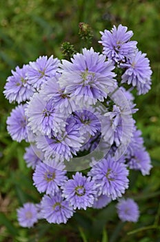 Purple aster flower gloom beautifully in the green field in nature photo