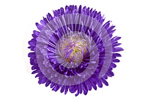 Purple aster flower photo