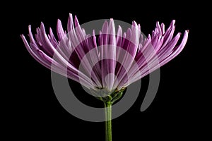 Purple aster flower macro photo