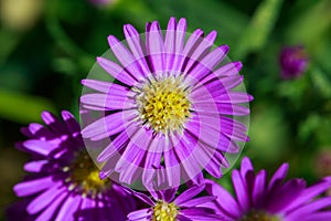 Purple Aster flower photo