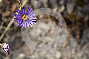 Purple Aster flower on top left with blurred background and copy space
