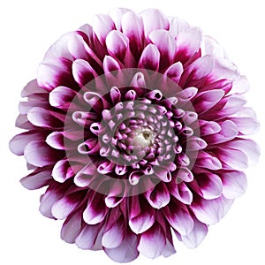 Purple aster flower on white photo