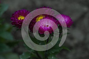 Purple Aster flowers