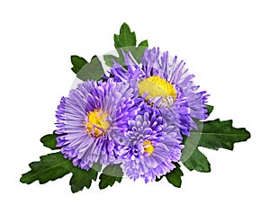 Purple aster flowers in a floral arrangement isolated