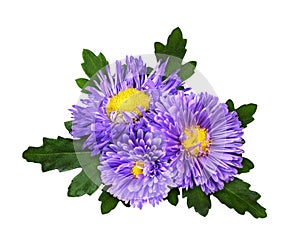 Purple aster flowers in a floral arrangement isolated