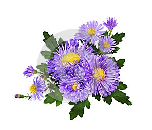 Purple aster flowers in a floral arrangement isolated